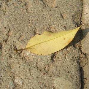 美国大片ppt免费少女
